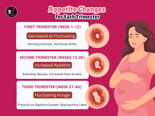 Appetite changes during pregnancy and each trimesetter Appetite changes during pregnancy