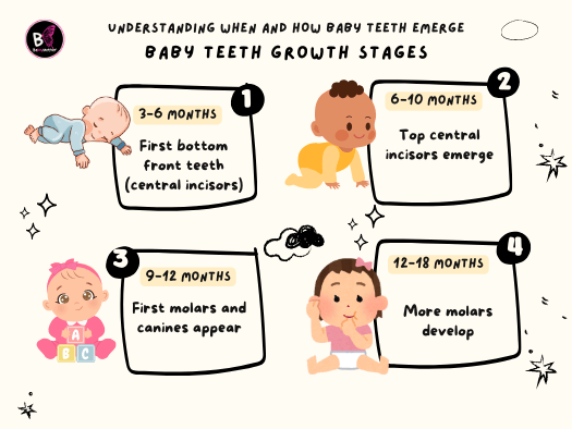 Teething Timeline Teething Timeline: What Order Do Baby Teeth Come In?